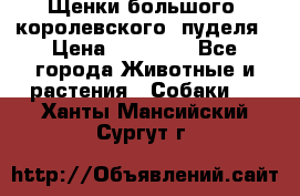 Щенки большого (королевского) пуделя › Цена ­ 25 000 - Все города Животные и растения » Собаки   . Ханты-Мансийский,Сургут г.